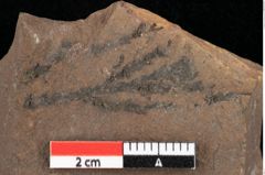 Foto (Detailansicht) von Widdringtonia ungeri Endl. (NHMW-GEO-2024-0188-0131)